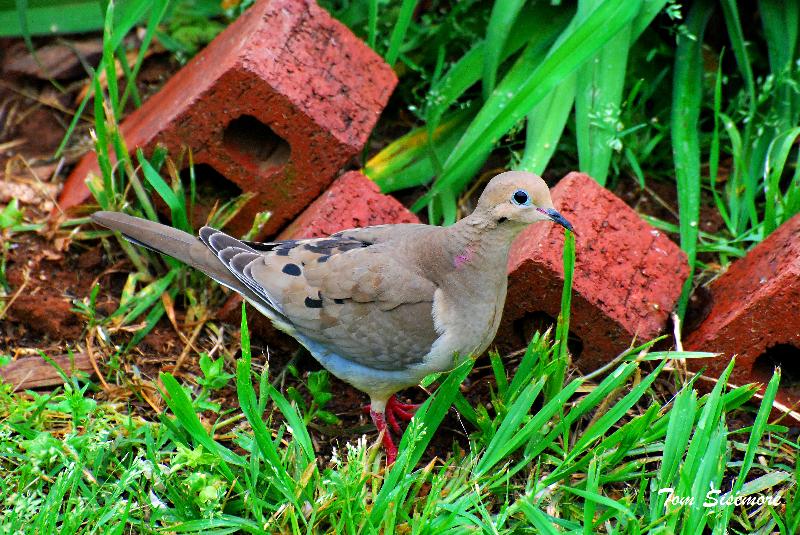 Morning Dove image