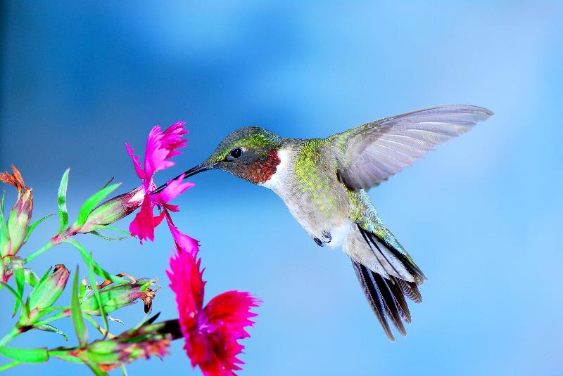 Male Ruby Throat Hummingbird