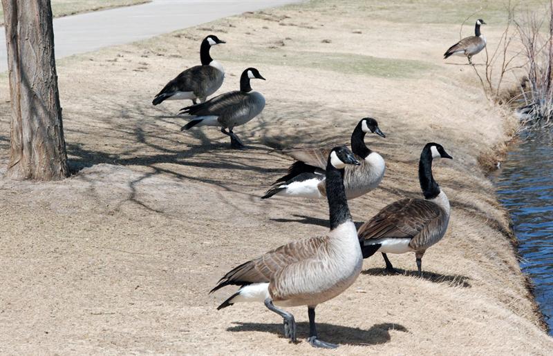 Canadian Geese at the Park