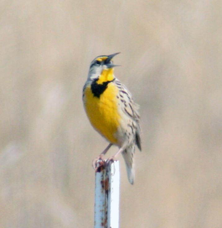 Western Meadowlark