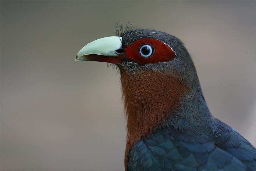 Chestnut-breasted Malkoha (Rhamphococcyx curvirost