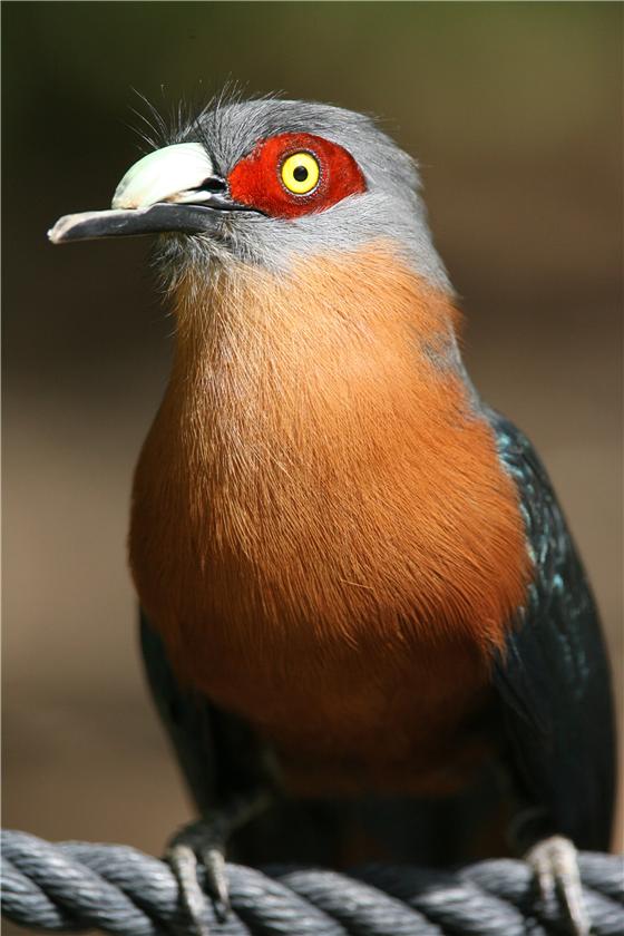 Chestnut-breasted Malkoha (Rhamphococcyx curvirost