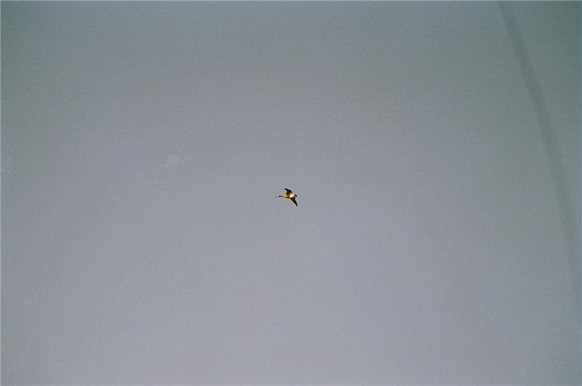 Canadian Goose in Flight