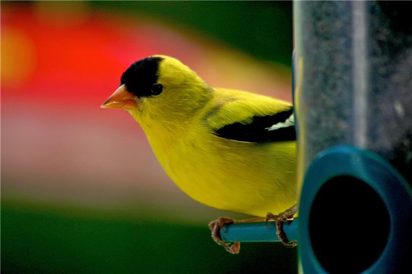 American goldfinch