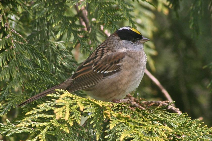 Golden-crowned sparrow