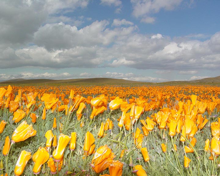 Poppies
