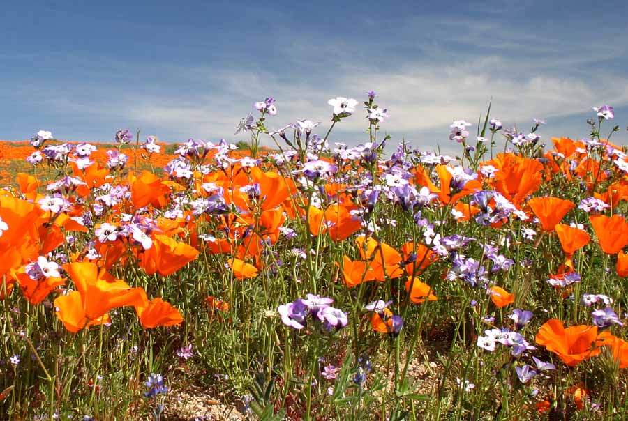 Poppies