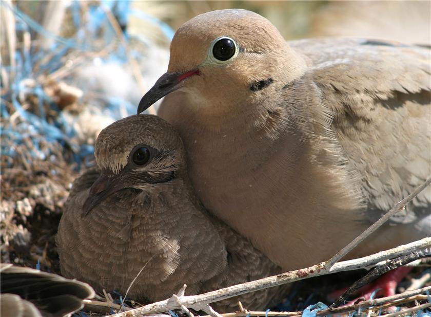 Momma Bird