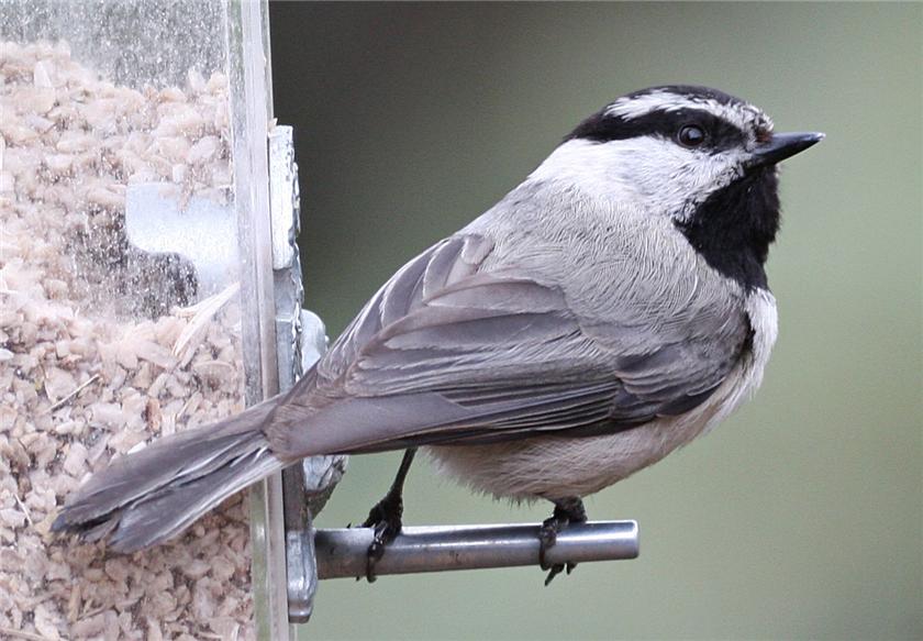 Mountain Chickadee
