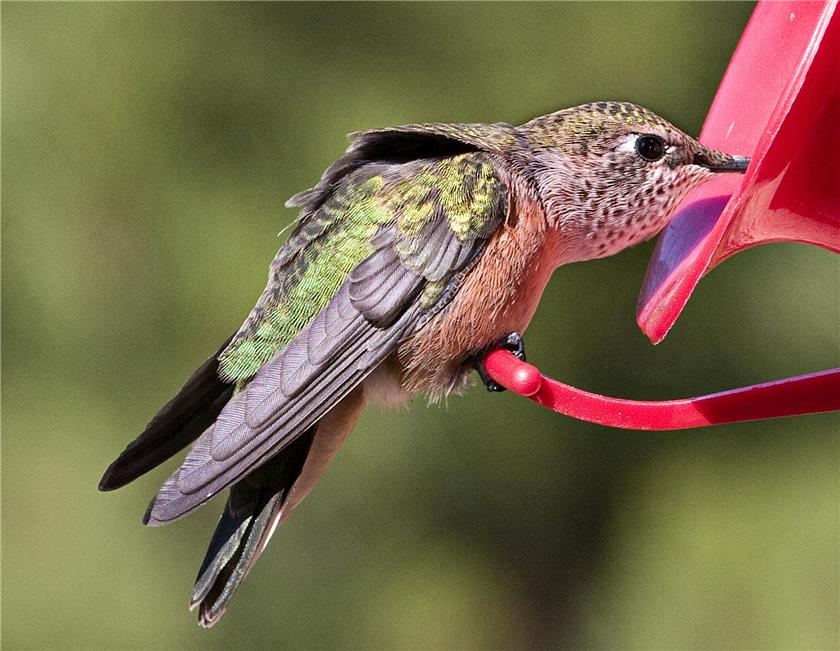 Female Rufous Hummingbird