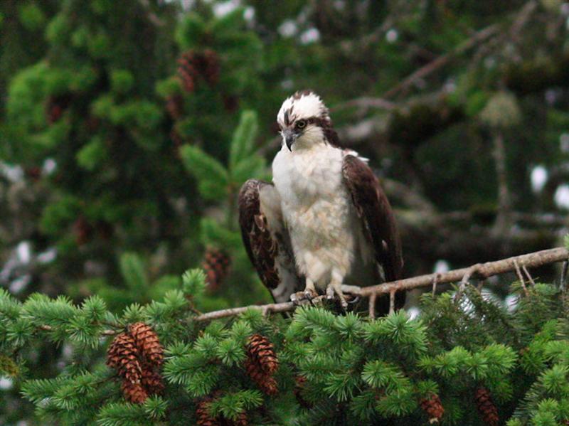Osprey on Hood Canal, WA