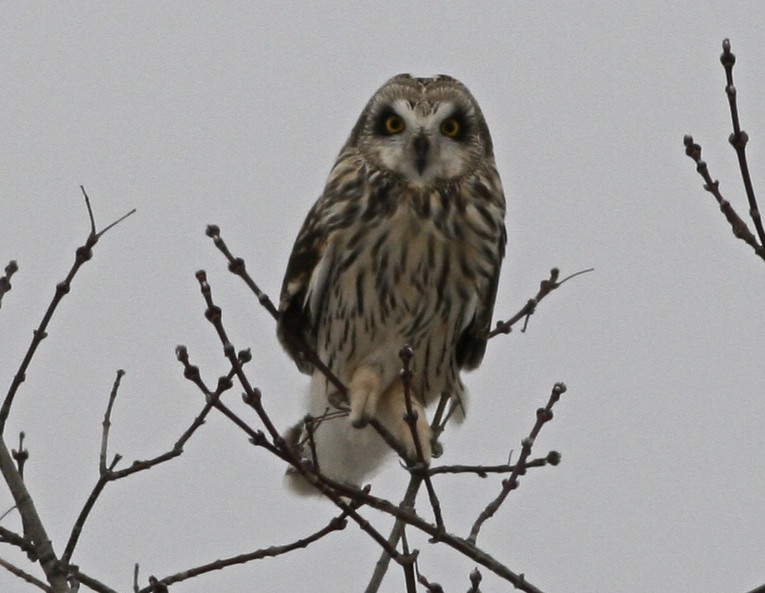 Short eared Owl