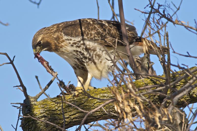 Red tail Hawk doing Lunch !