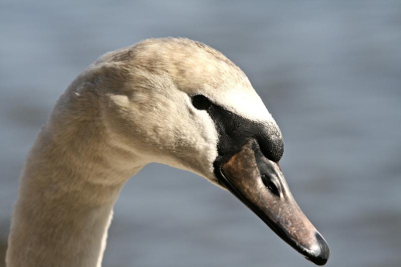 Trumpeter Swan / close up