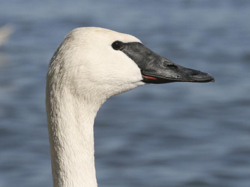 Trumpeter Swan / close up