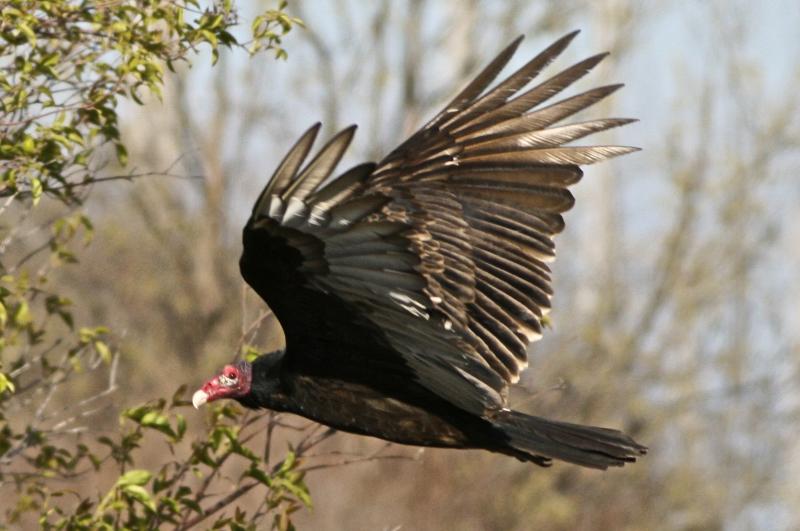 Turkey Vulture in flight