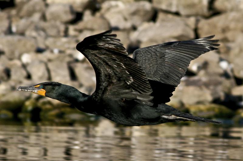 Cormorant in flight