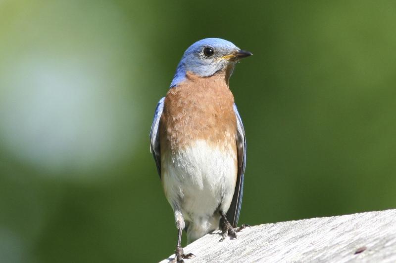 Blue bird