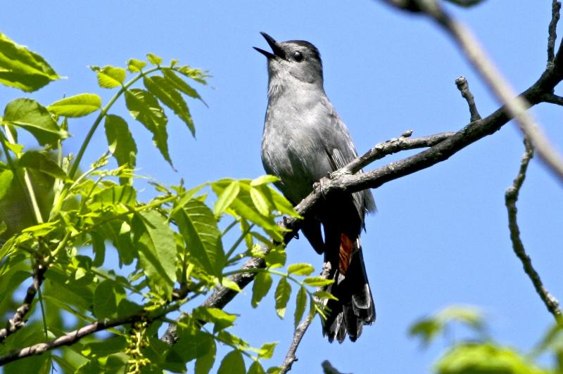 Cat bird