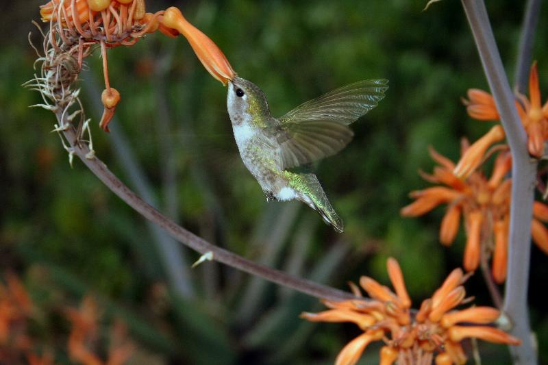 Hummingbird
