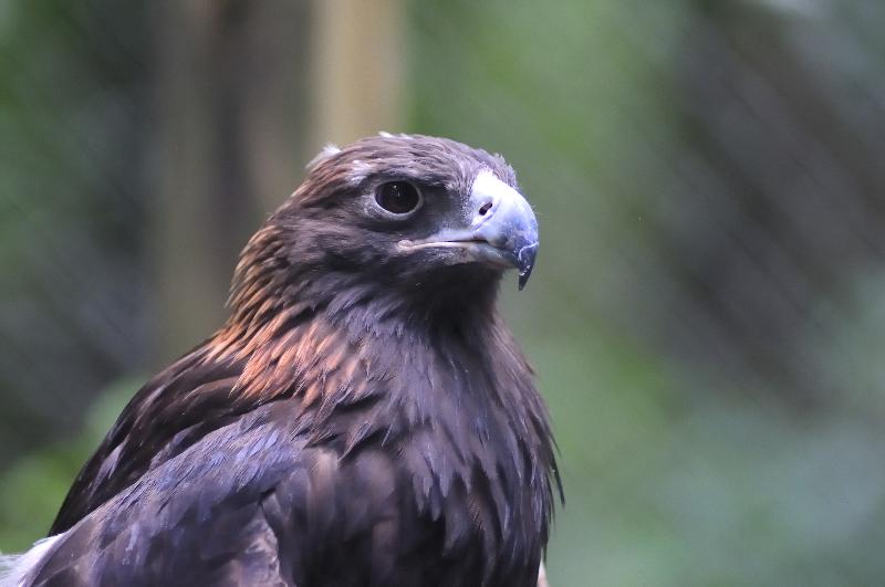 Golden Eagle
