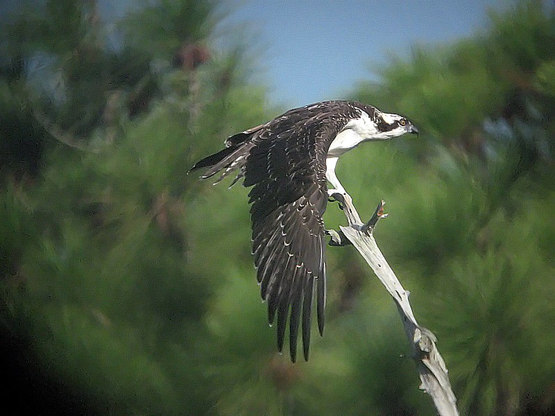 osprey