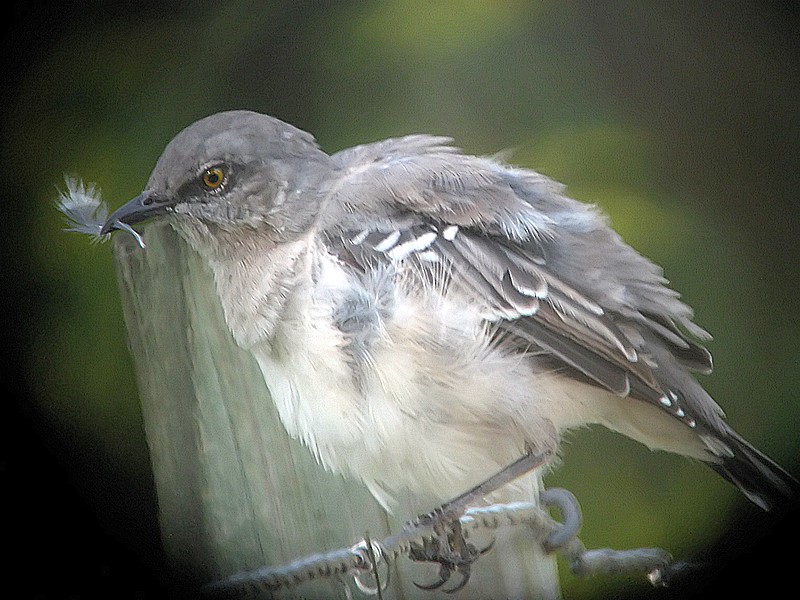 mockingbird