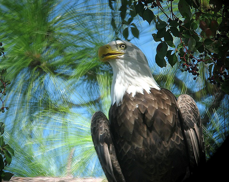 bald eagle