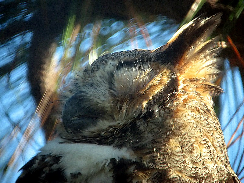 sleeping horned owl