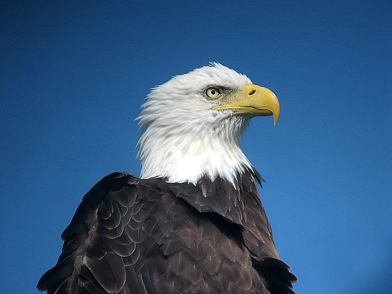 bald eagle