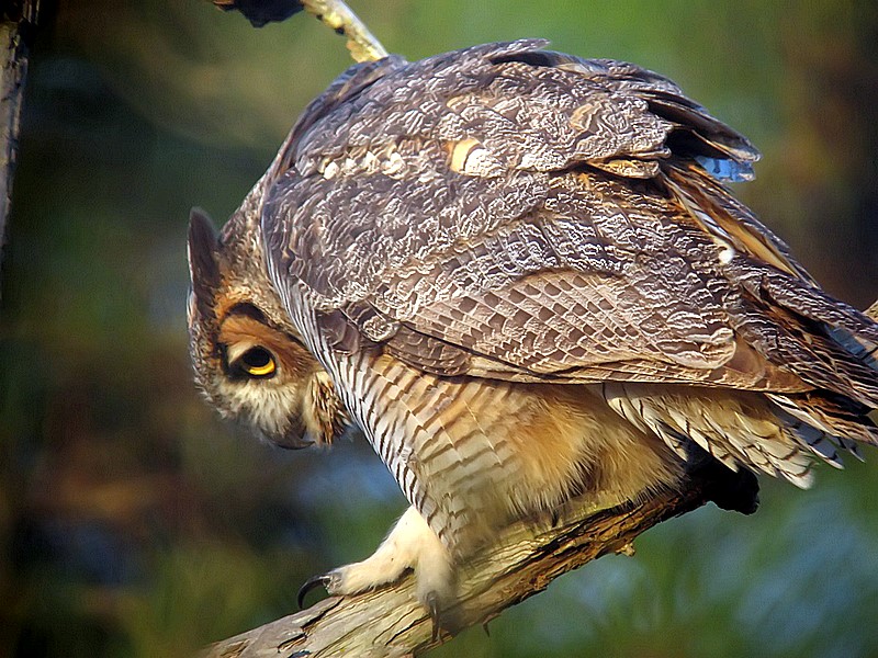horned owl walking down branch                 wn