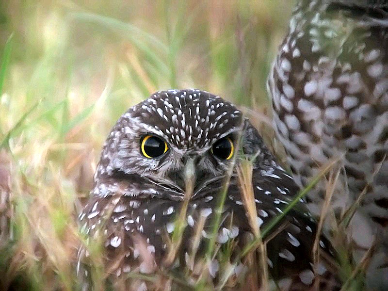 Burrowing Owl