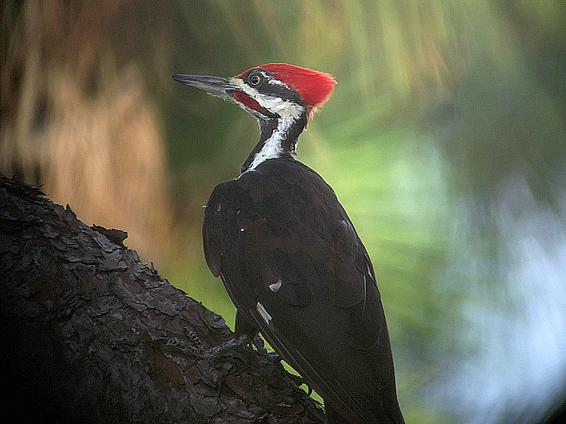 pileated woodpecker
