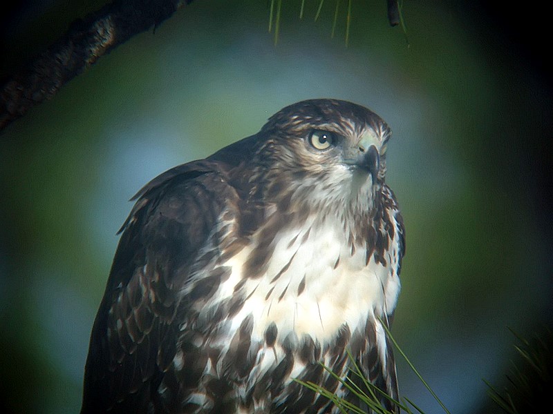 red tailed hawk