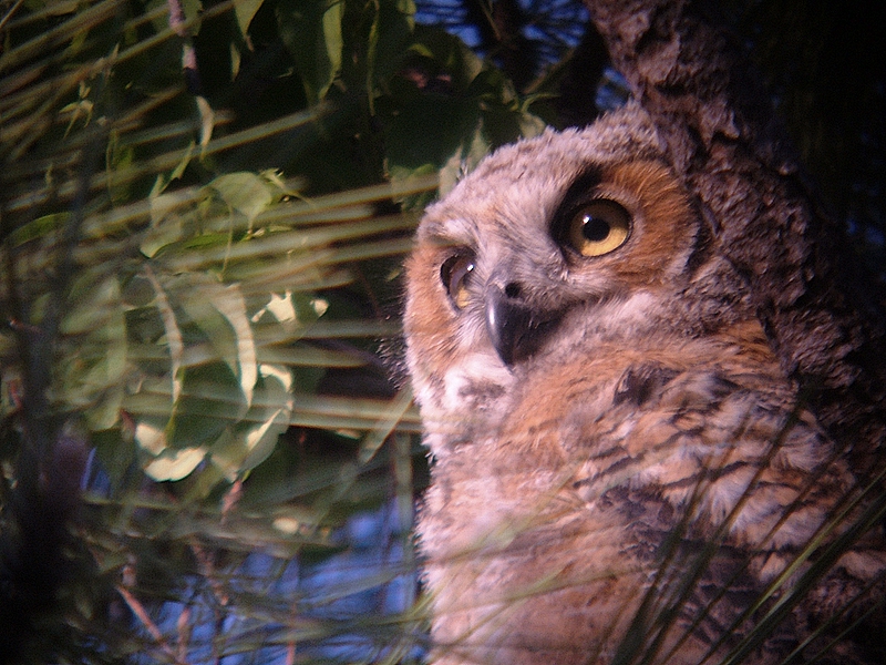 juvenille horned owl