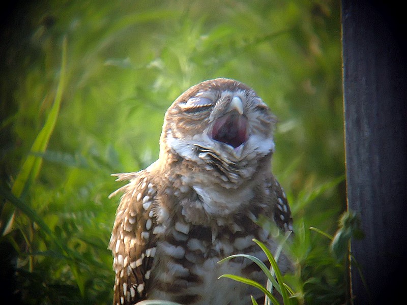 yawning burrowing owl