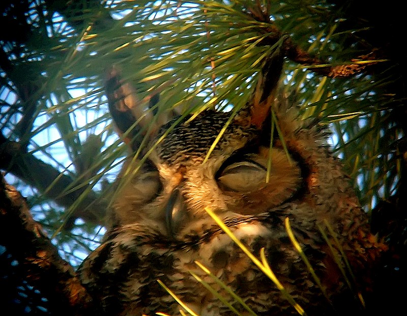 sleeping adult horned owl
