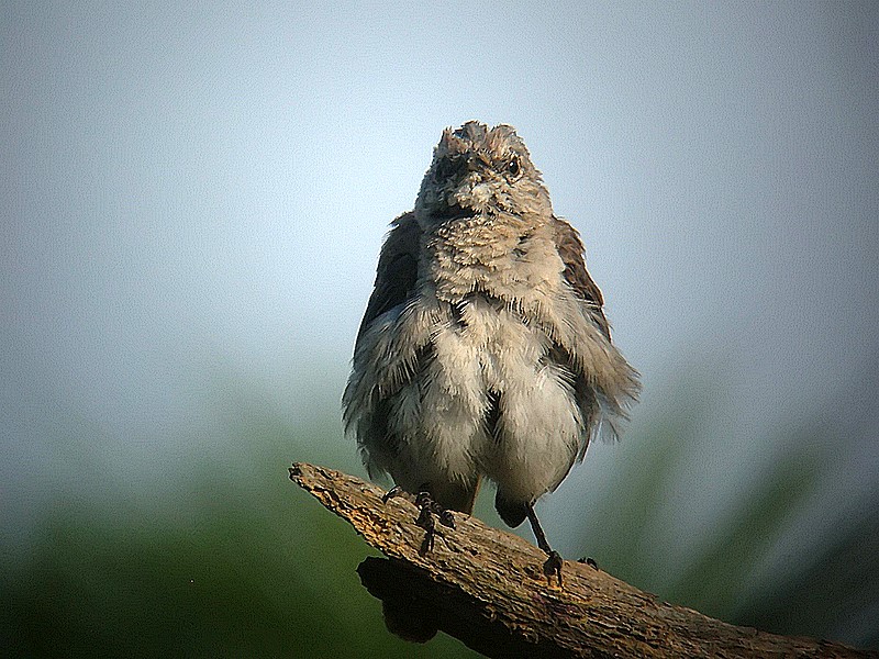 juvenille mockingbird