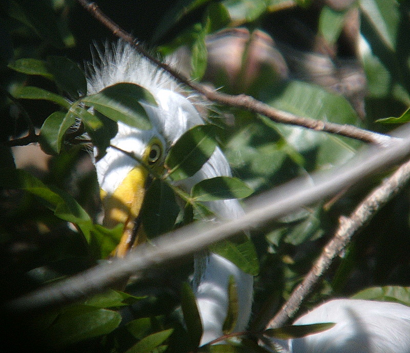 juvenille great egret