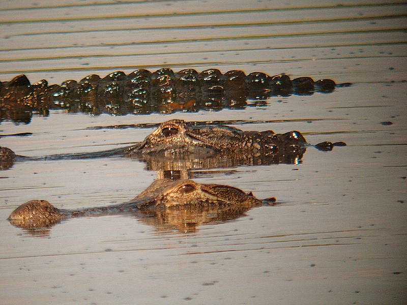 gators in the myakka