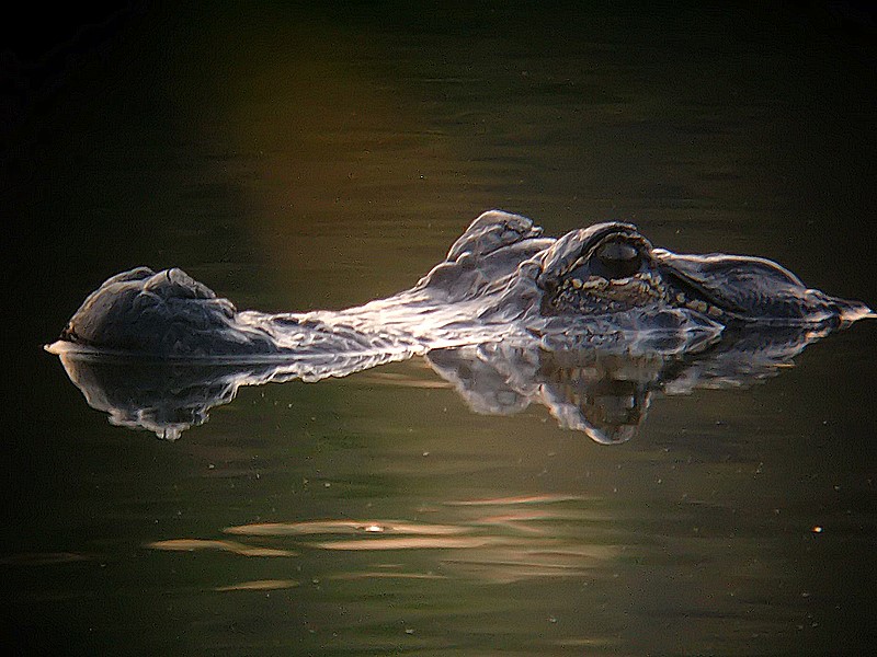 alligator near home