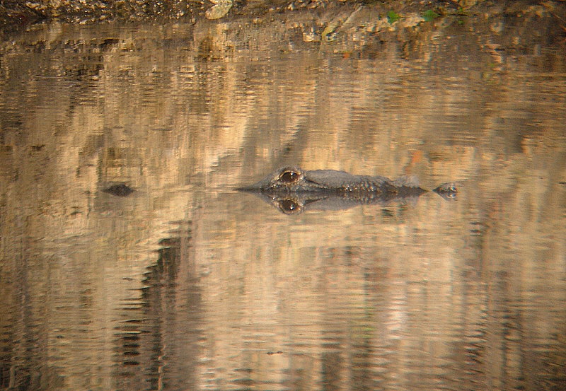 stealth gator