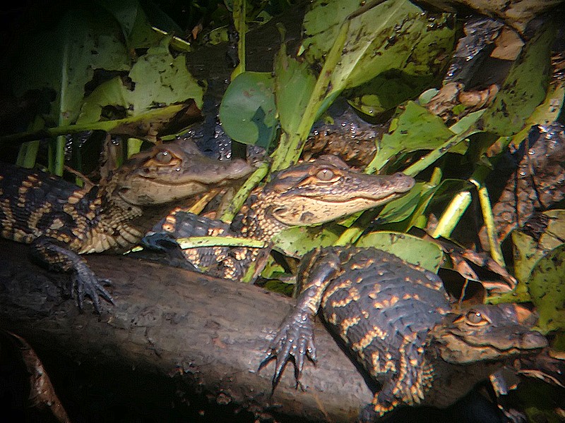 baby gators