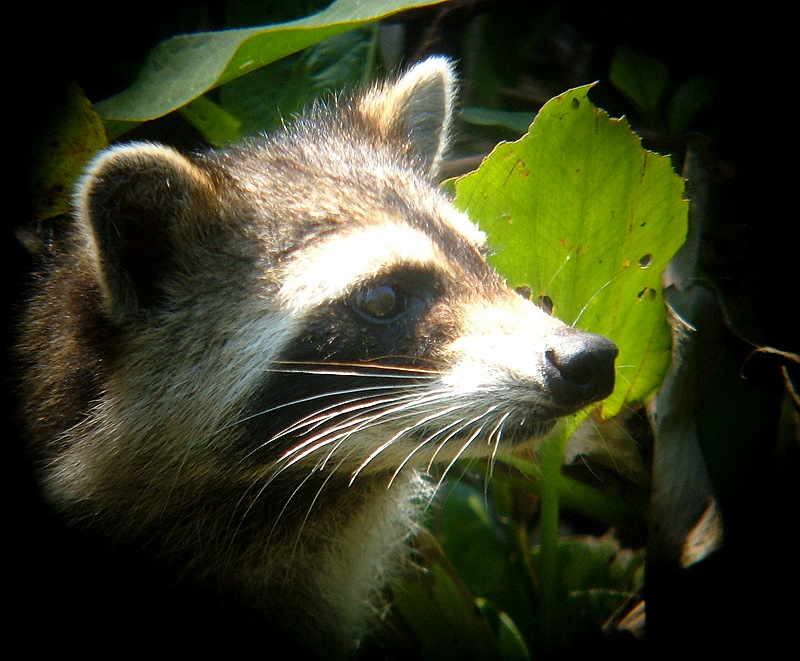 racoon in swamp
