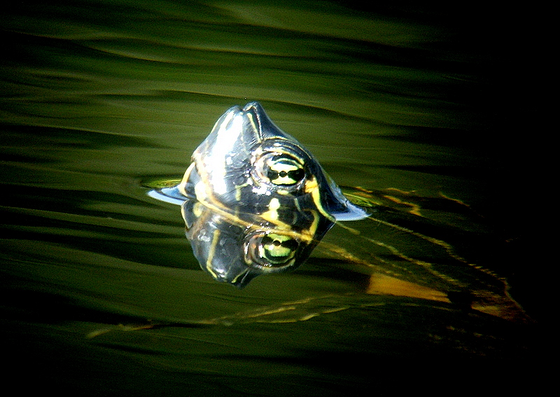 turtle in pond