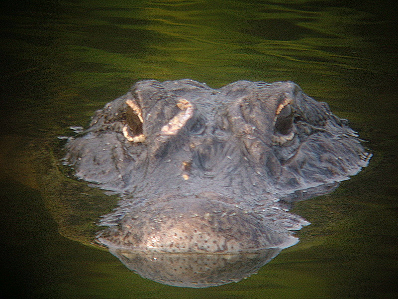 gator in Lemon Bay pond