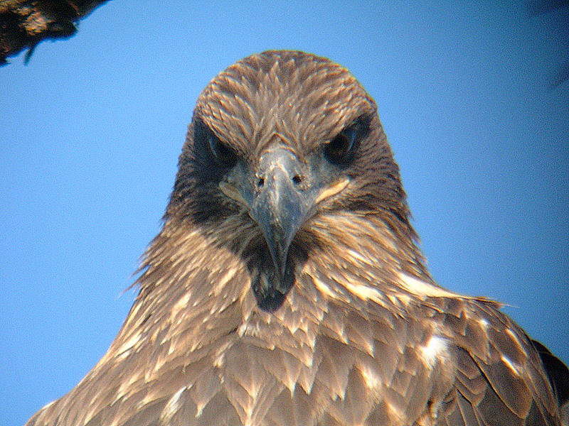 juvenille bald eagle
