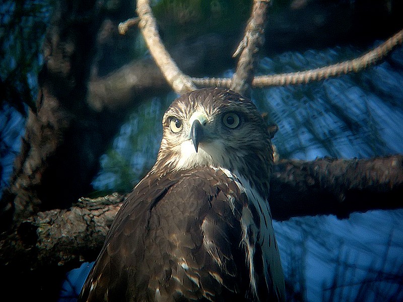 redtail hawk