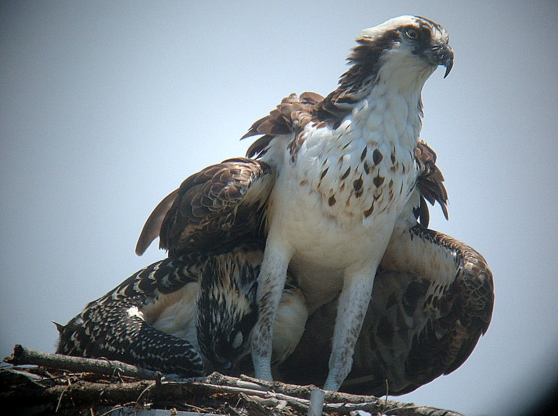 osprey sheilding young