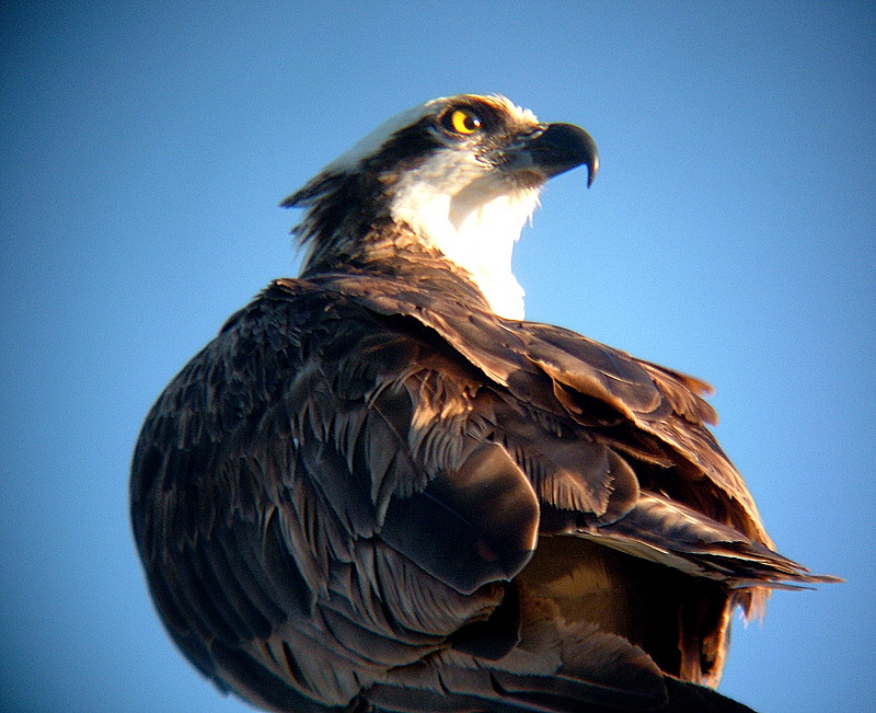 osprey